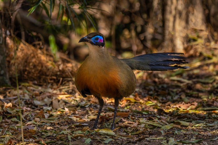 033 Zombitse Vohibasia NP, grote coua.jpg